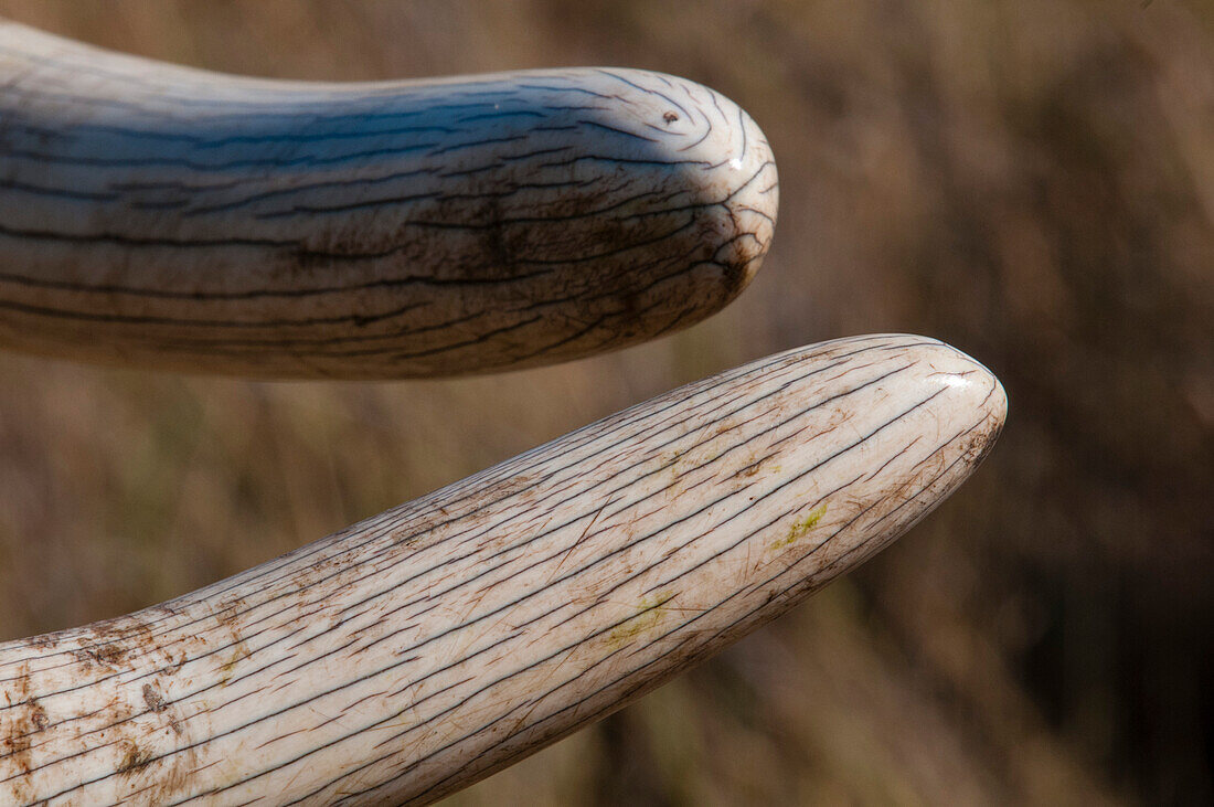 Close-up of African elephant tusk