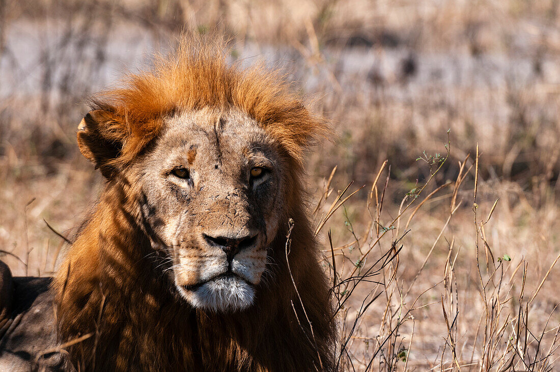 Male lion