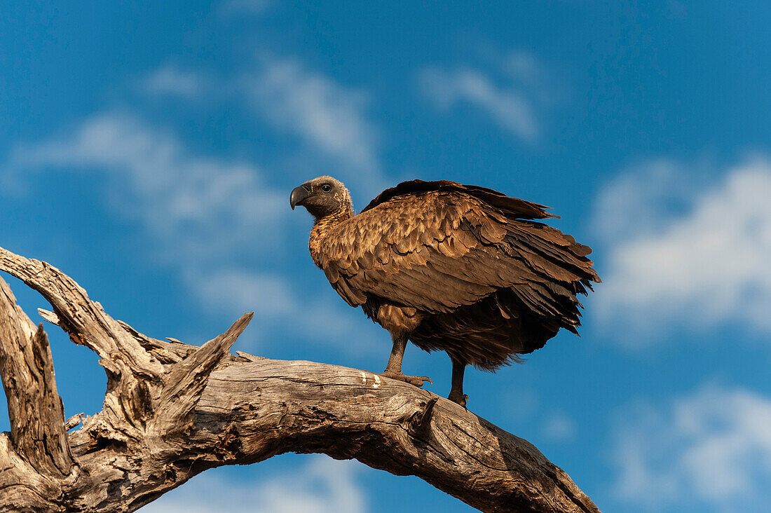 White-backed vulture perched on a dead tree limb