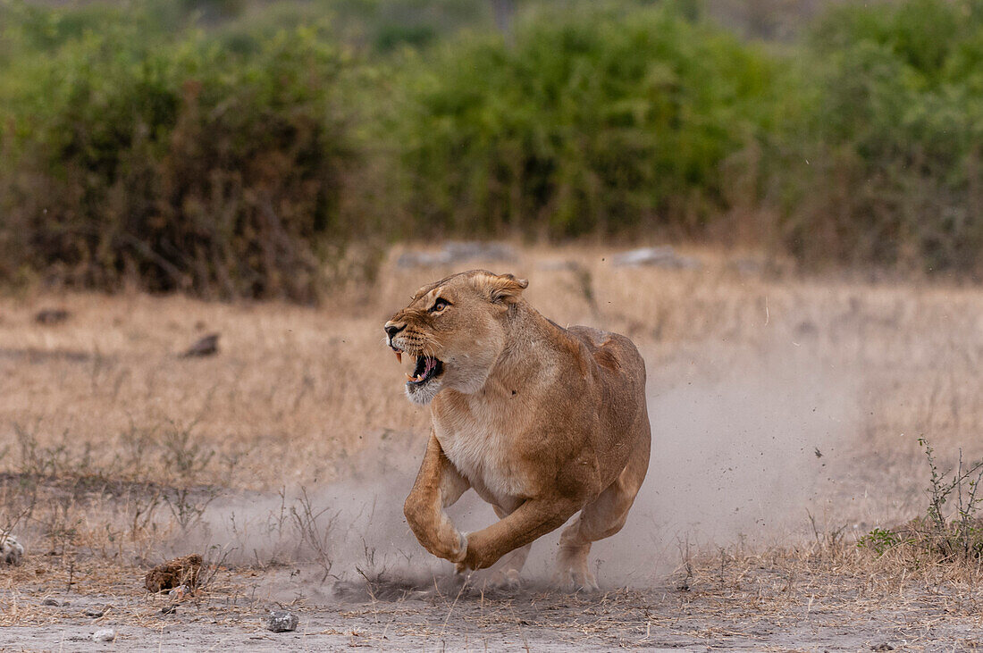 Lioness kicking up a cloud of dust whilst running