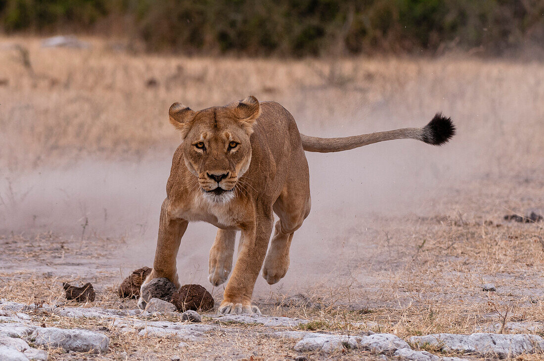Lioness kicking up a cloud of dust whilst running
