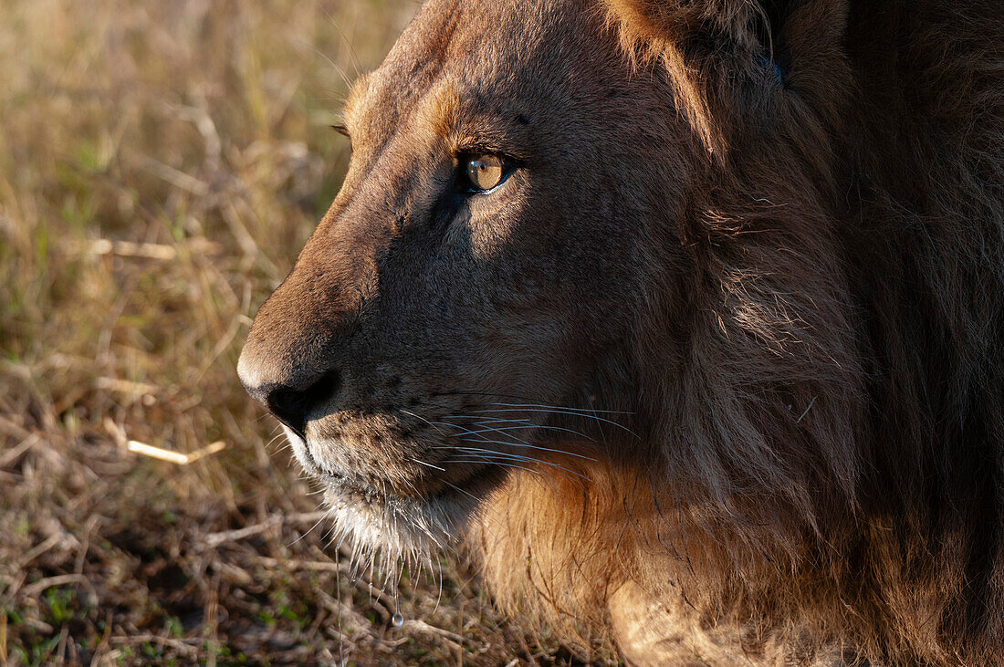 Male lion resting