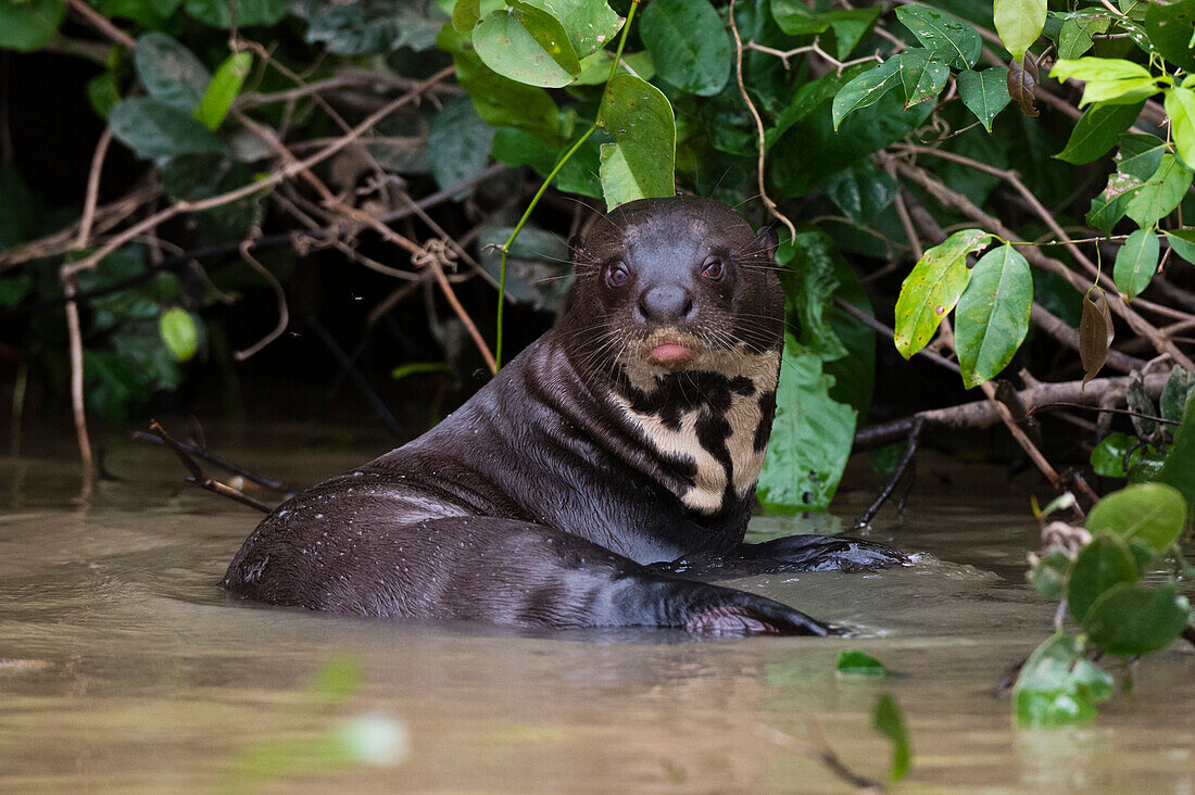 Giant river otter resting in a river