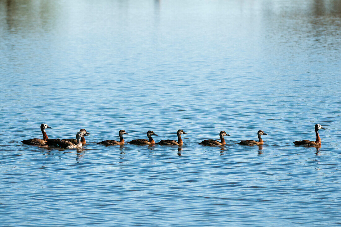 Spur-winged geese and their goslings swimming