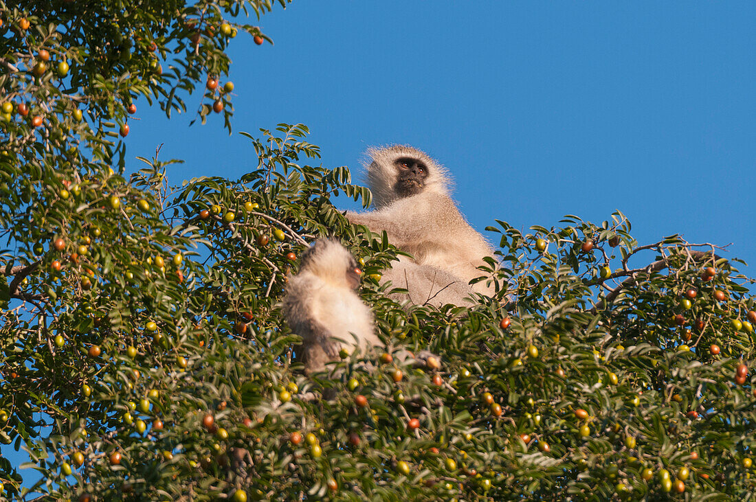 Vervet monkey and juvenile in a tree top