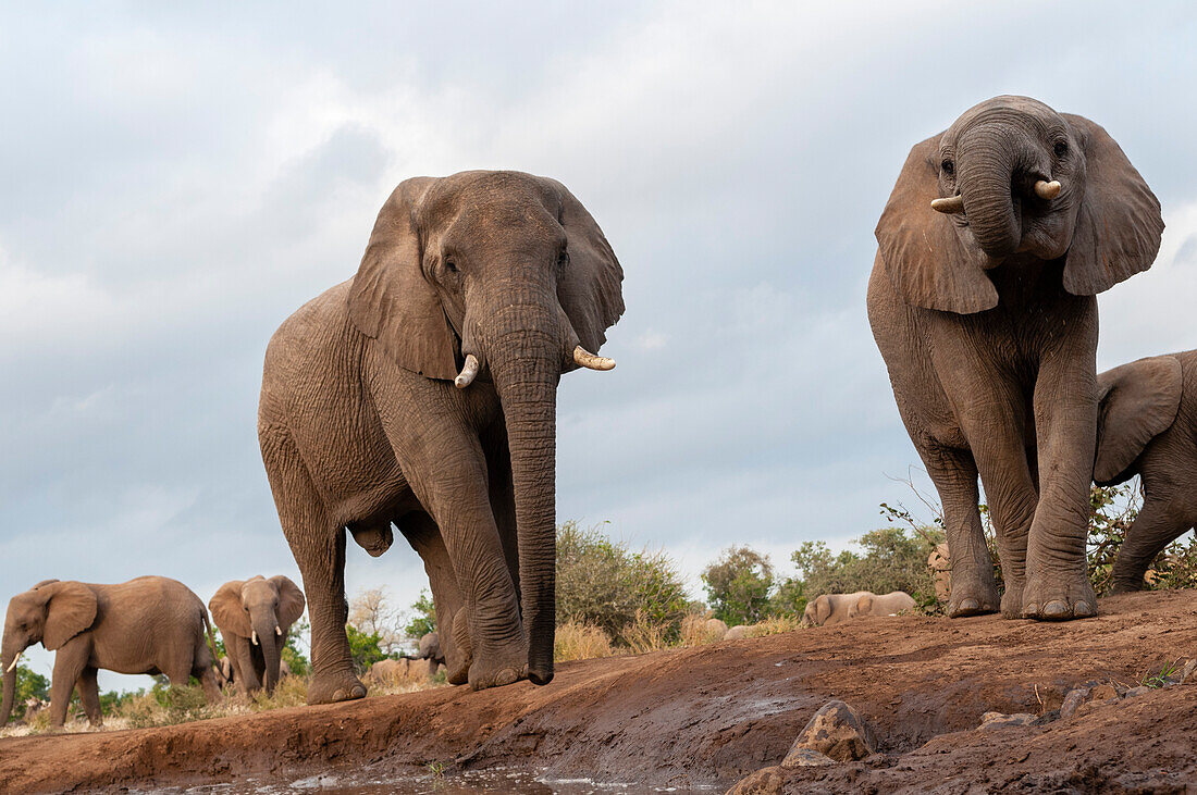 Herd of African elephants at a waterhole