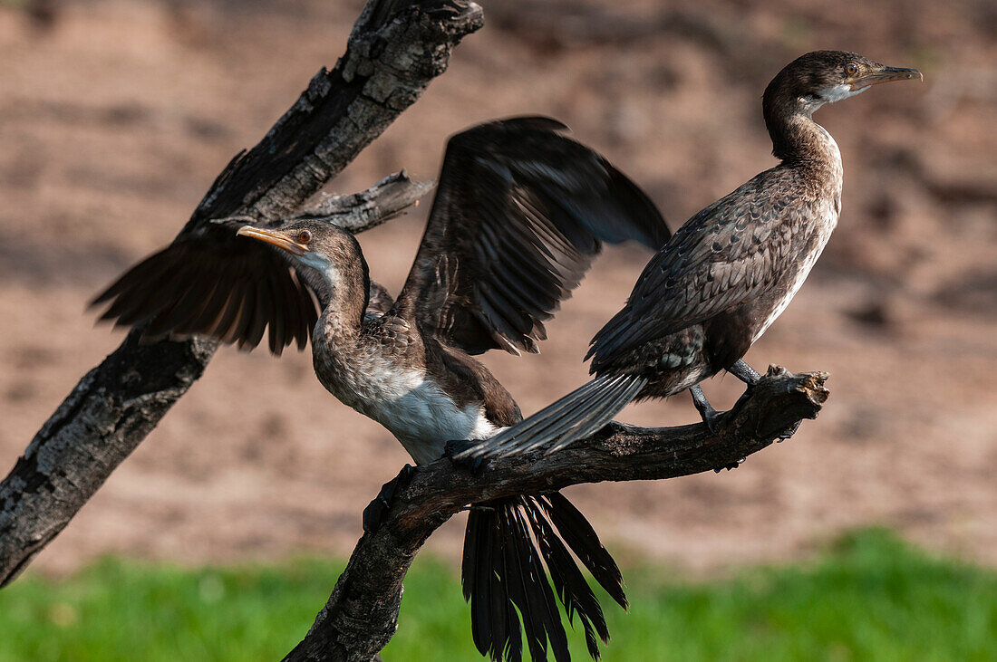 Two white-breasted cormorants on a branch
