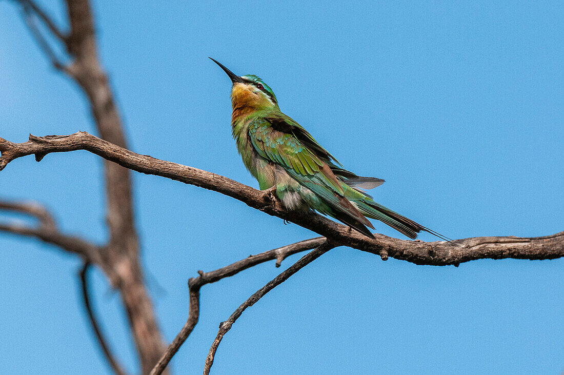 Little bee-eater perching on a tree branch