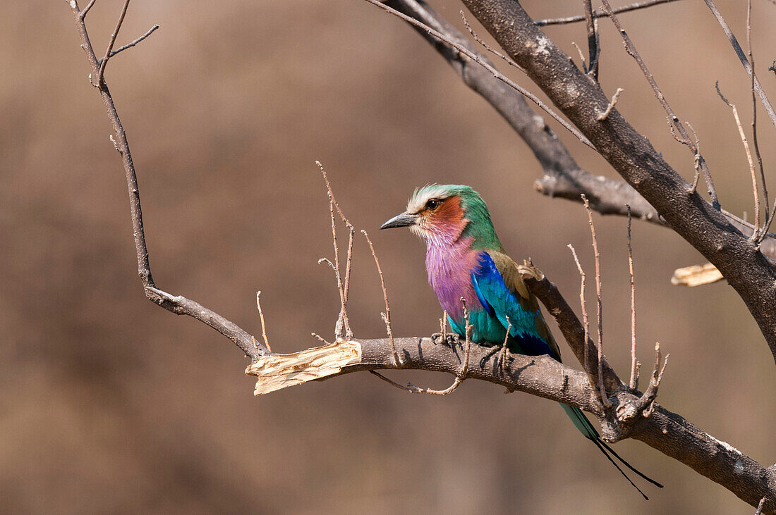 Lilac-breasted roller perching in a tree