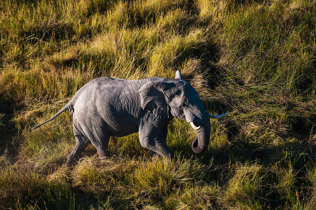African elephant walking