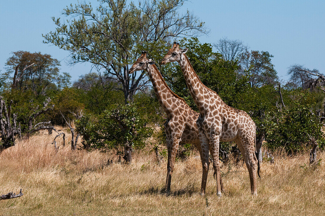 Southern giraffes