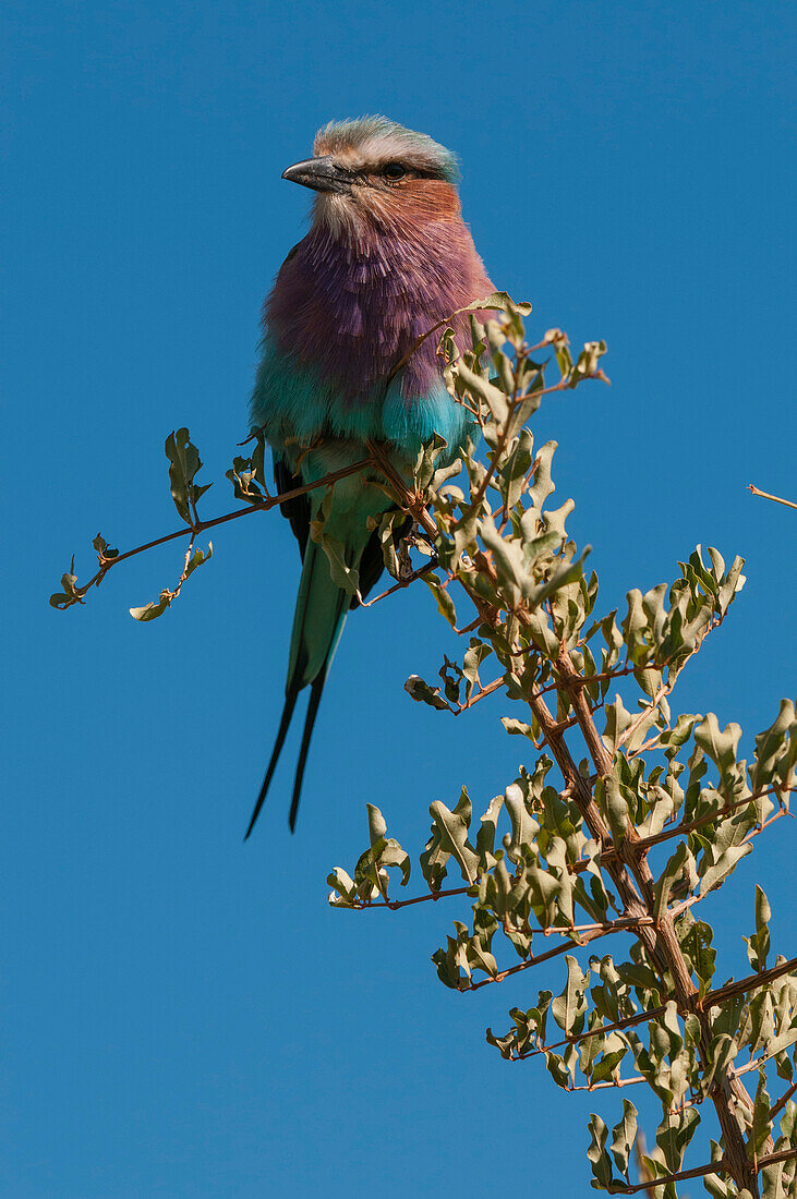 Lilac-breasted roller perching on a tree branch