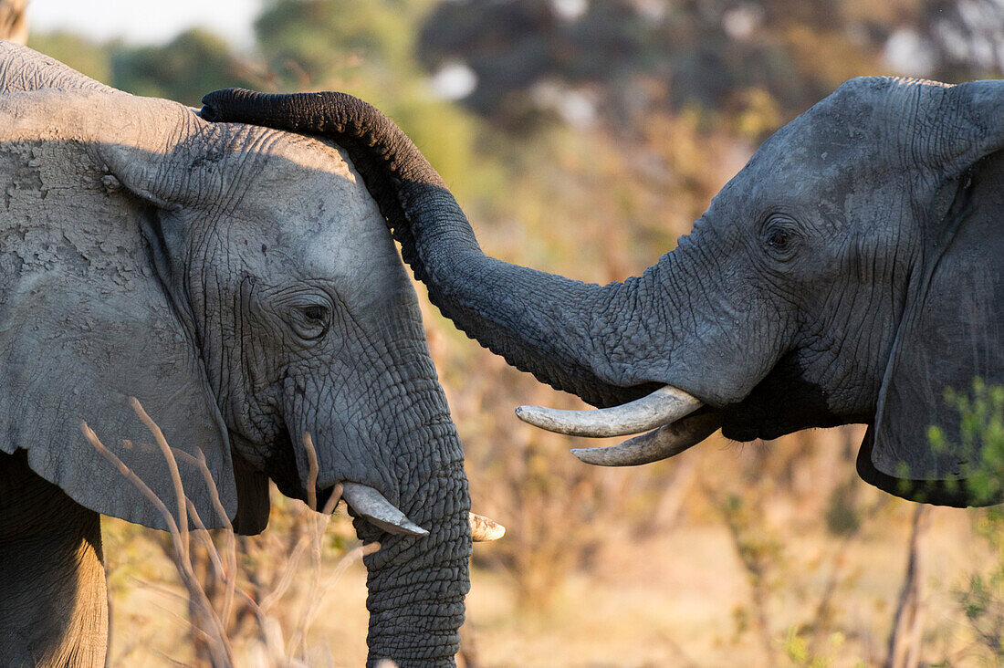 Two African elephants interacting