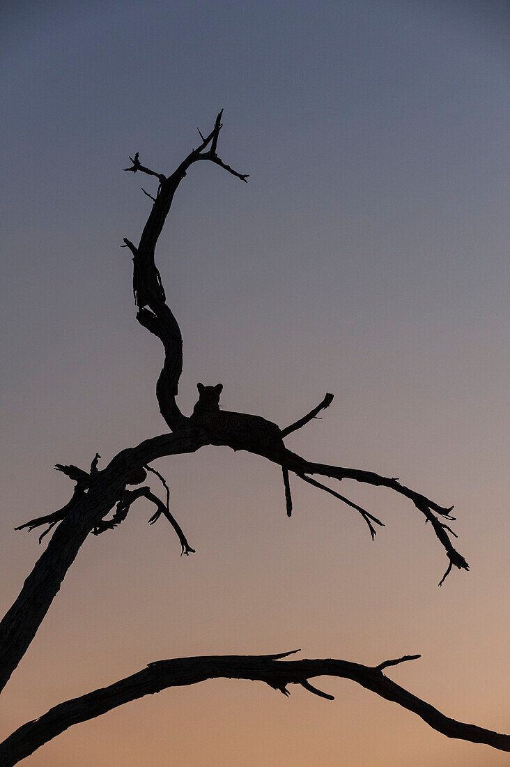 Leopard resting in a tree top