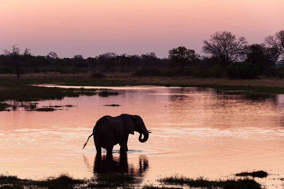 African elephant drinking from a river at sunset