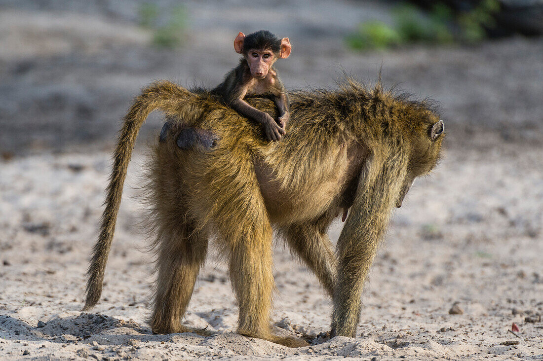 Chacma baboon carrying a newborn