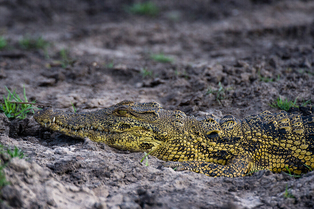 Nile crocodile on a riverbank
