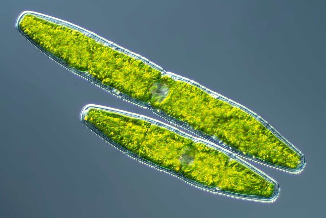 Penium green algae, light micrograph