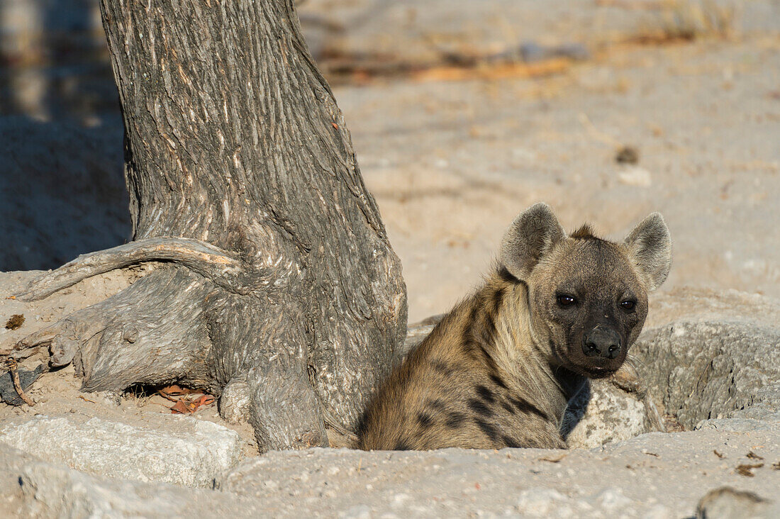 Spotted hyena at a den