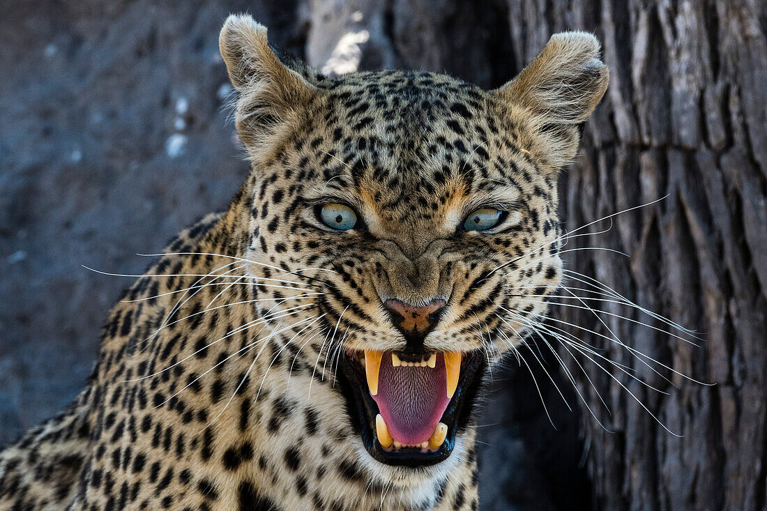 Snarling leopard