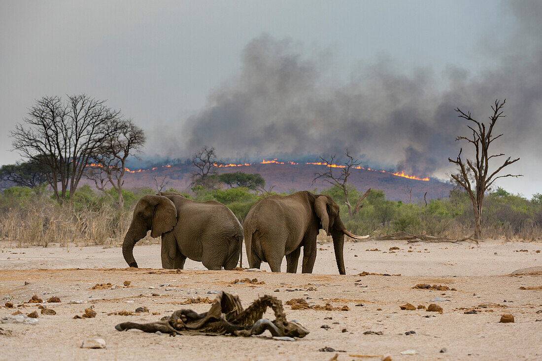 Elephants at a waterhole with a fire in the background