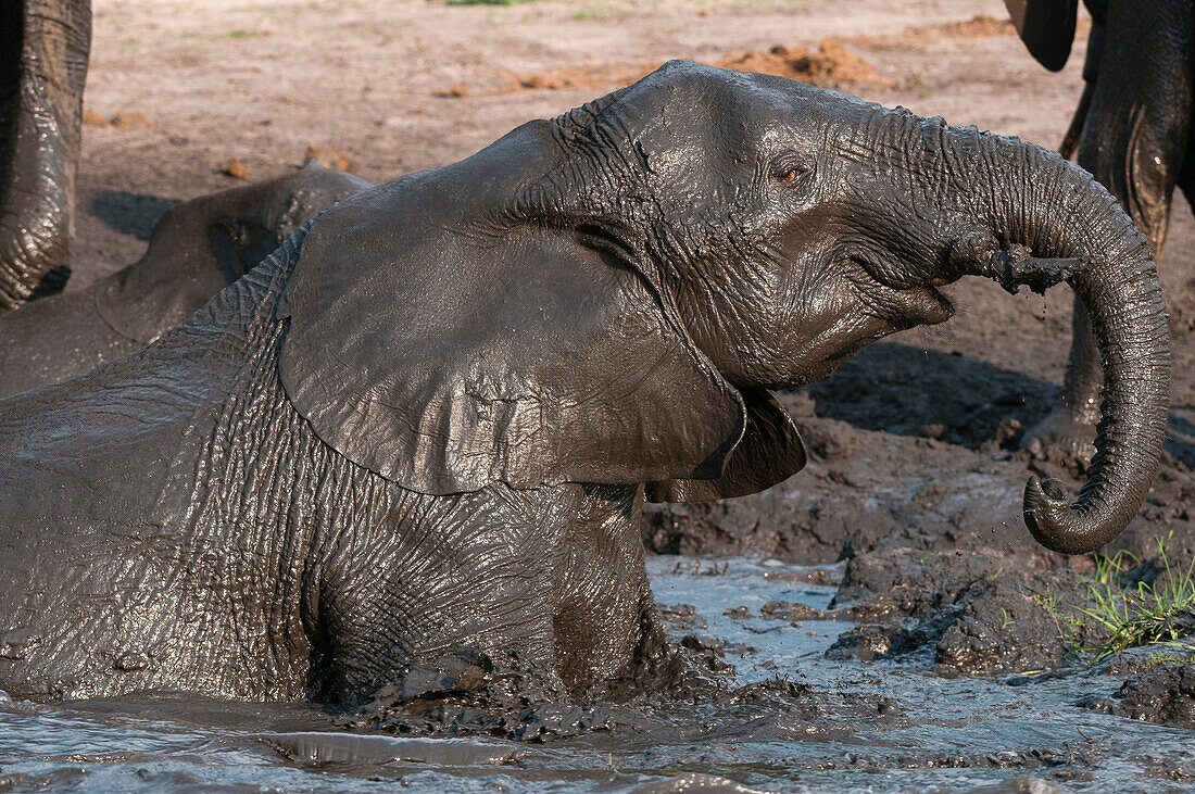 African elephant mud bathing