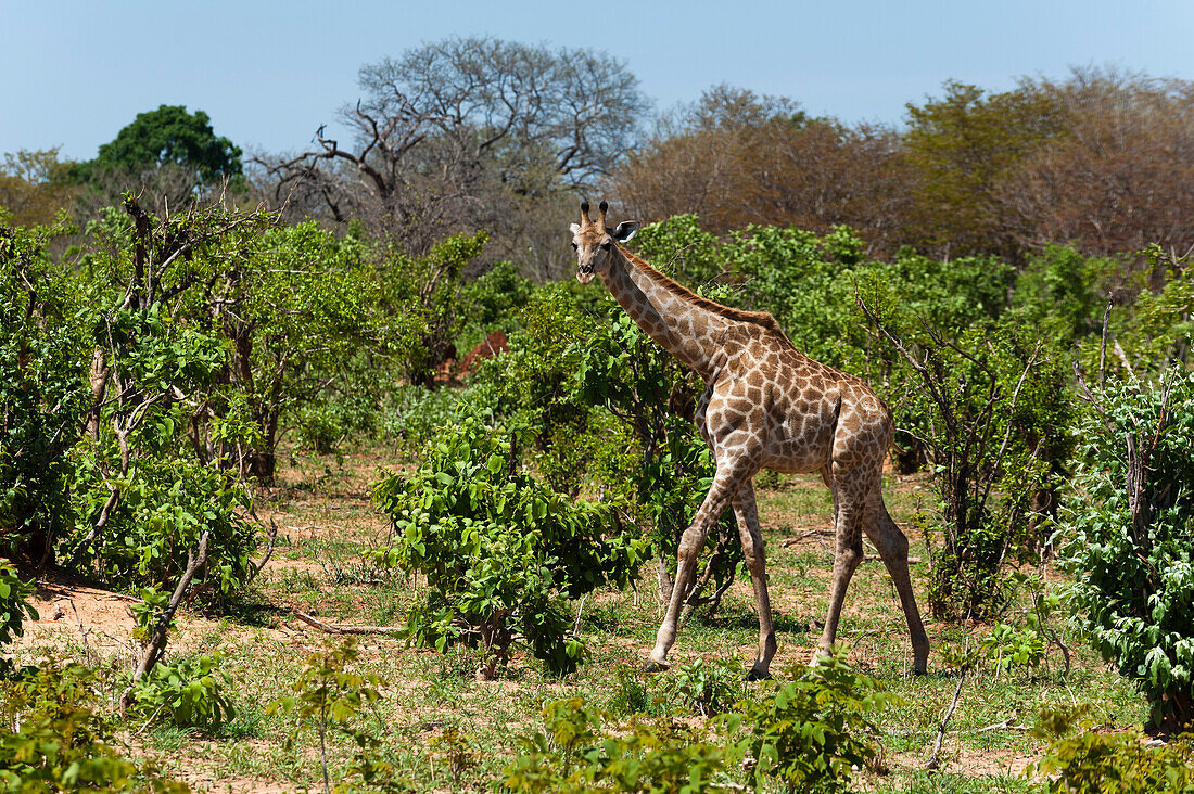 Female southern giraffe walking in the bush