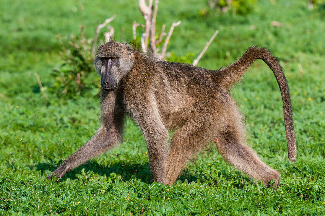 Chacma baboon