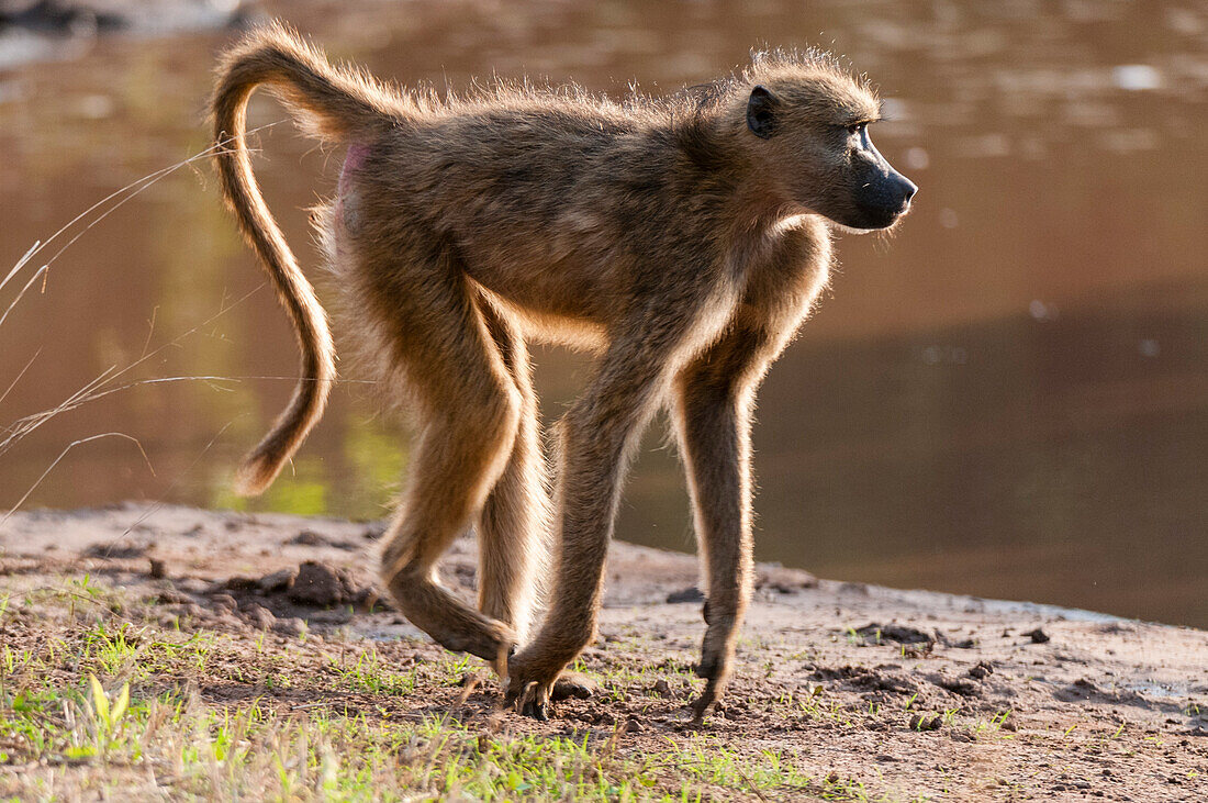 Chacma baboon running