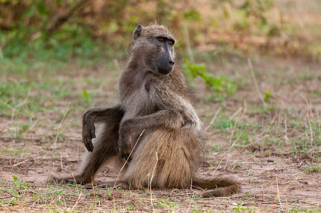 Chacma baboon sitting