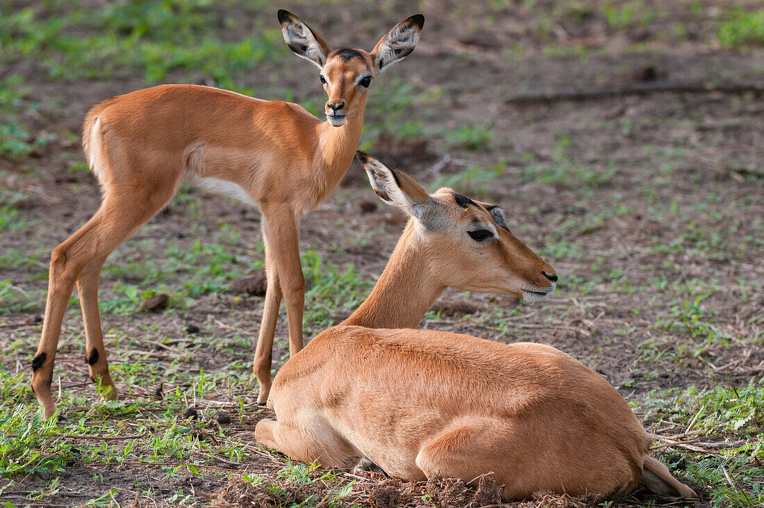 Impala resting with her calf