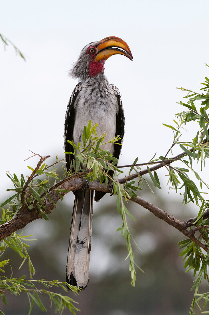 Southern yellow-billed hornbill perching on a branch