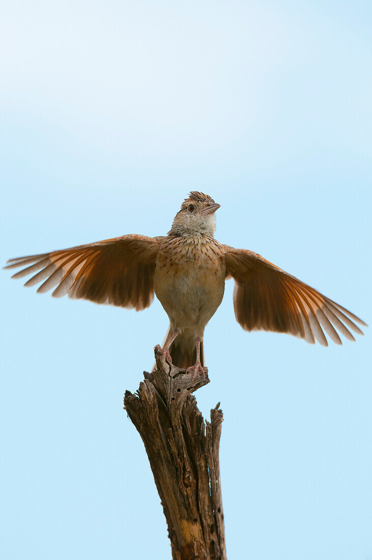 Territorial display of a rufous-naped lark