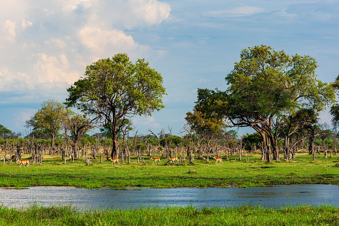 Impalas walking along a waterway