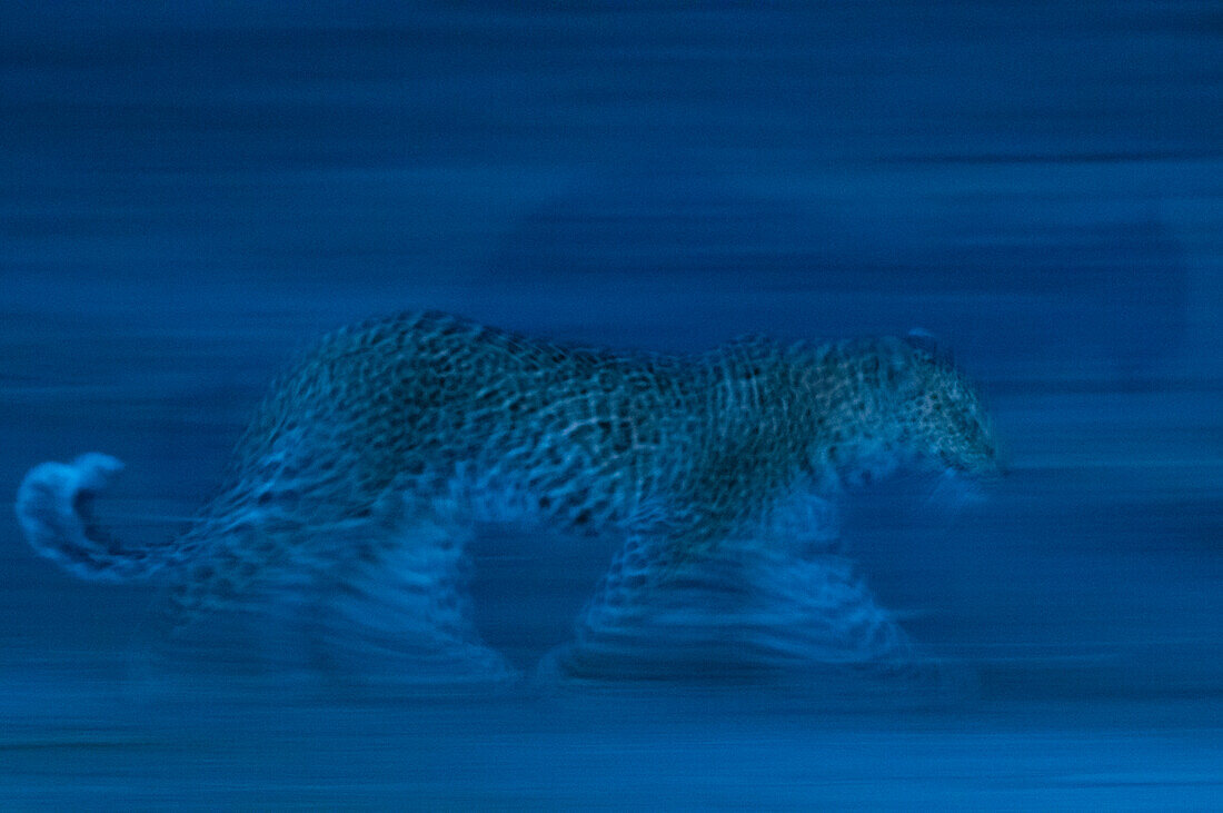 Leopard running in the darkness of night