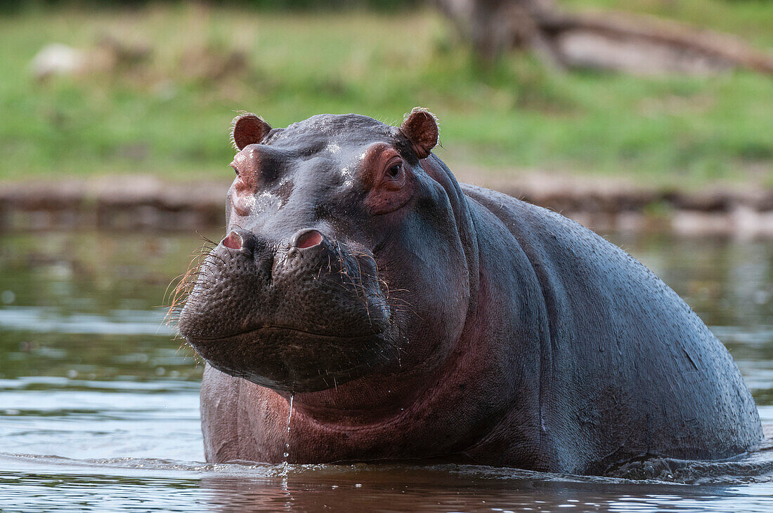 Alert hippopotamus in the water
