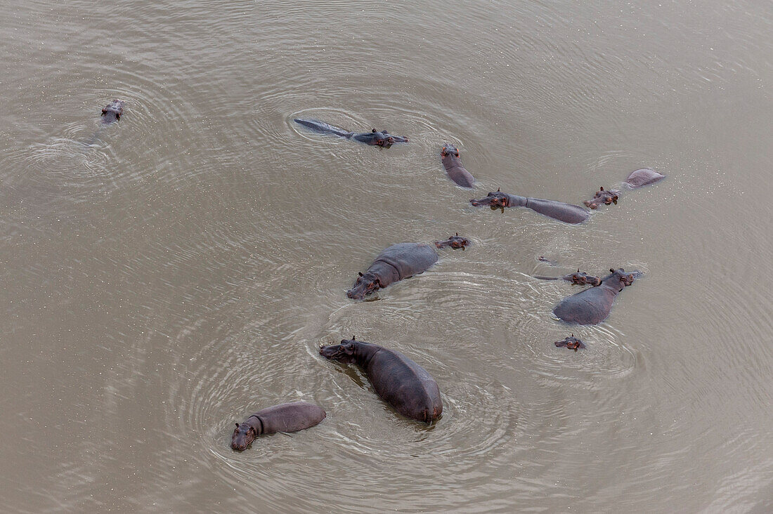 Herd of hippopotamuses in the water, aerial photograph