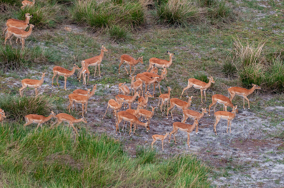 Herd of impalas, aerial photograph