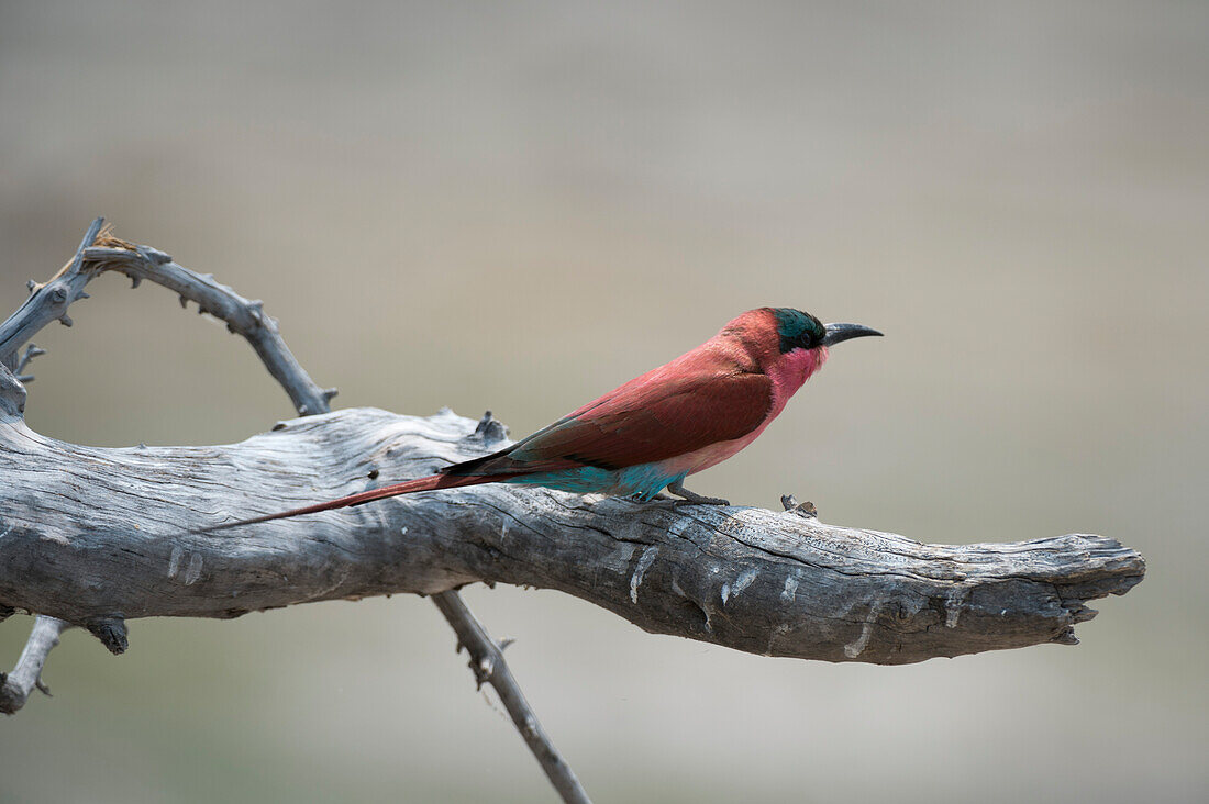 Southern carmine bee-eater on a dead tree branch