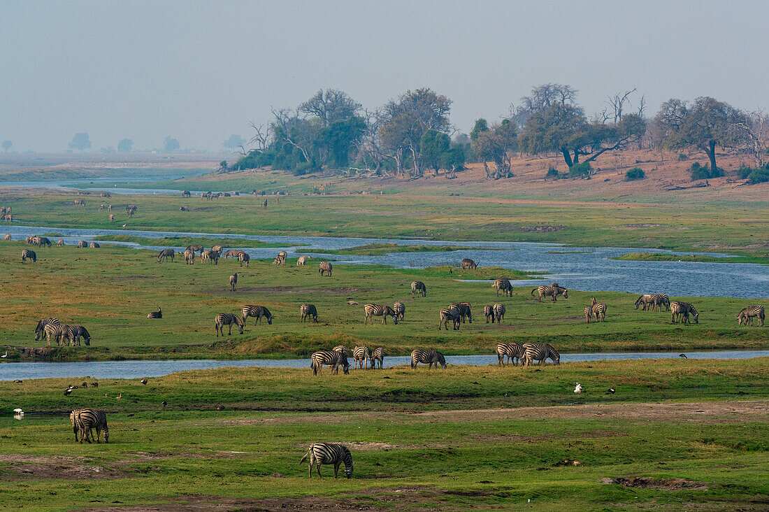 Herd of Burchell's zebras grazing