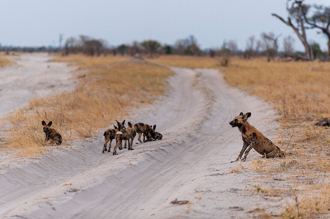 African wild dog and pups playing on a sandy road