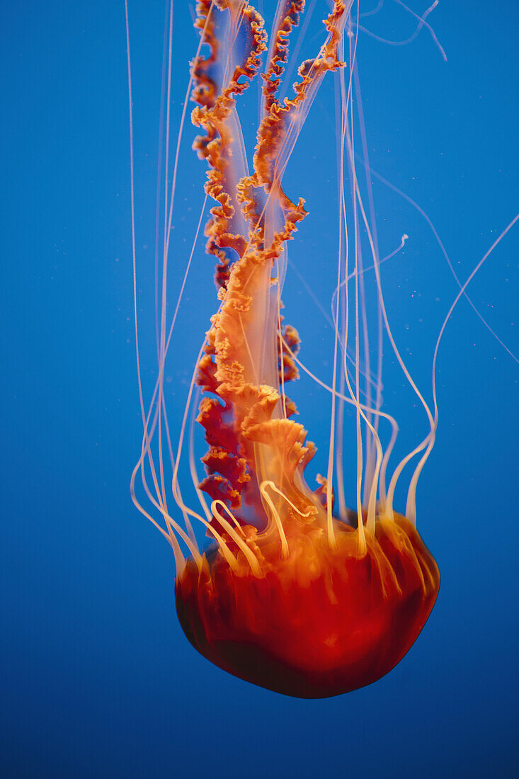 Black sea nettle jellyfish,