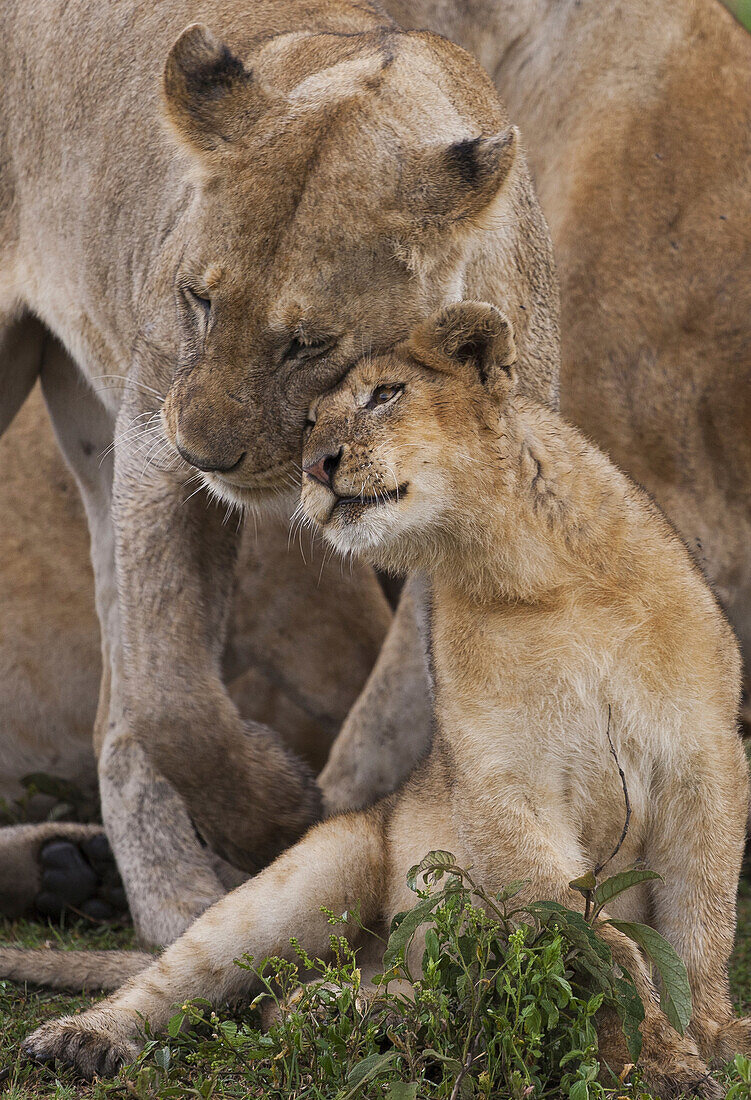 A lion cub and mother lion