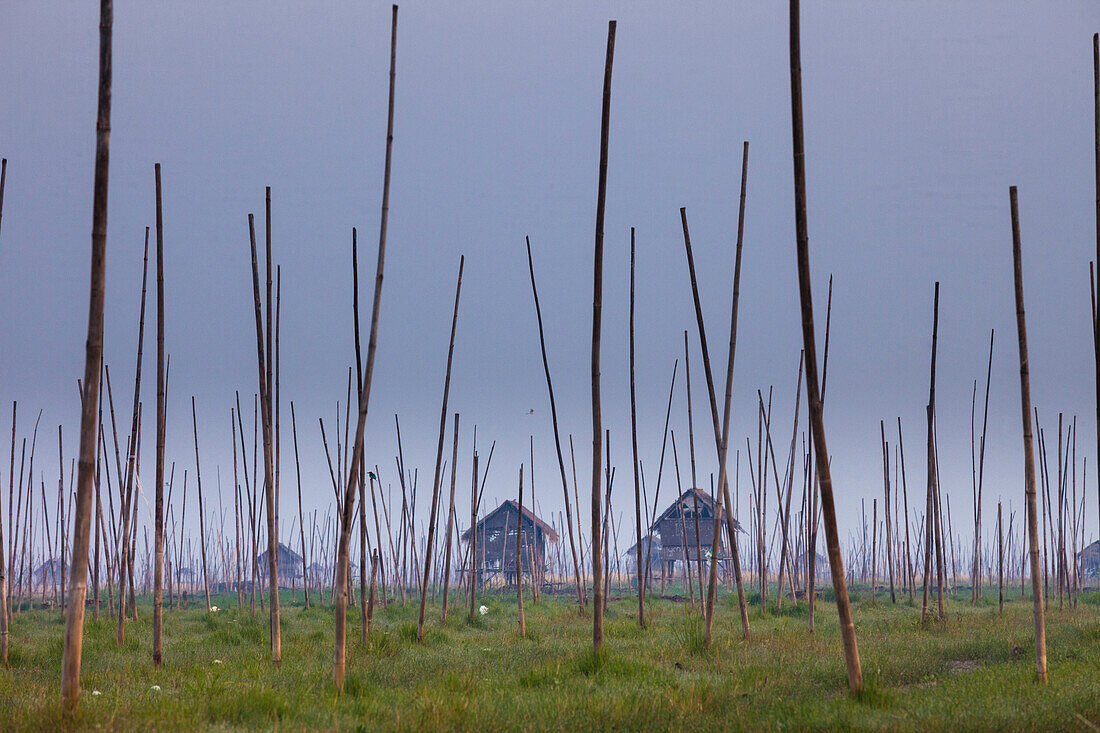 The marshes of Inle Lake, Myanmar