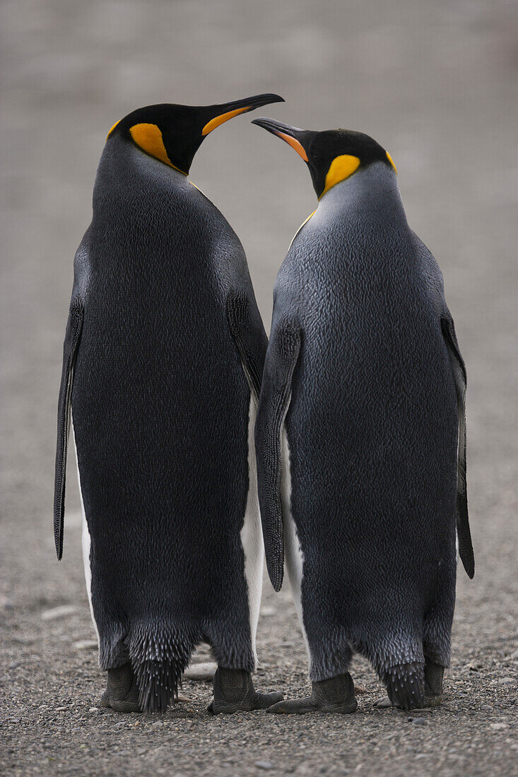 Two adult King Penguins