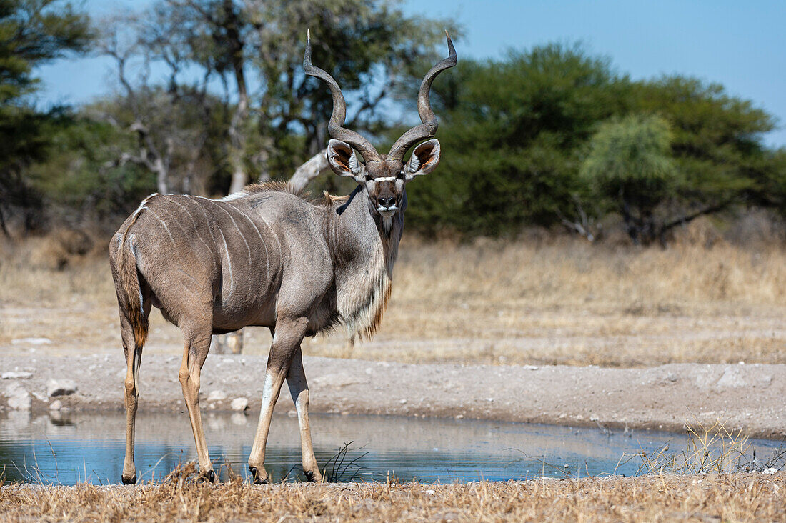 Male greater kudu at waterhole