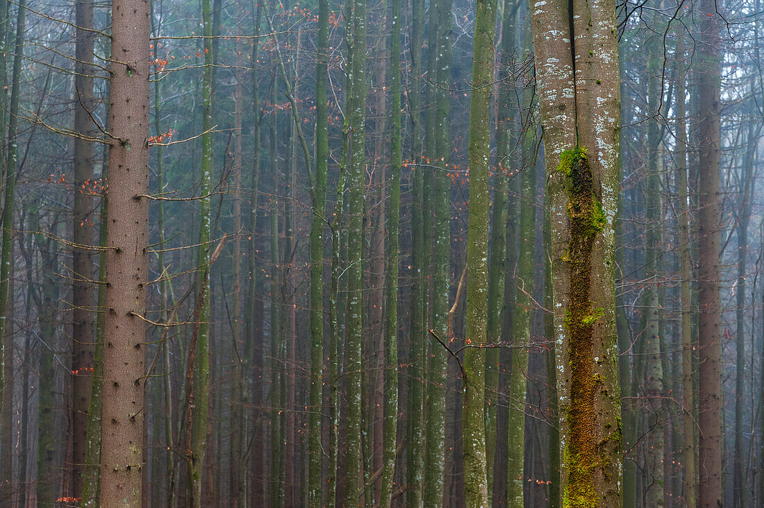 Foggy forest with mossy tree trunks