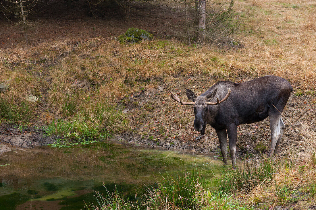 Captive Eurasian elk at water hole