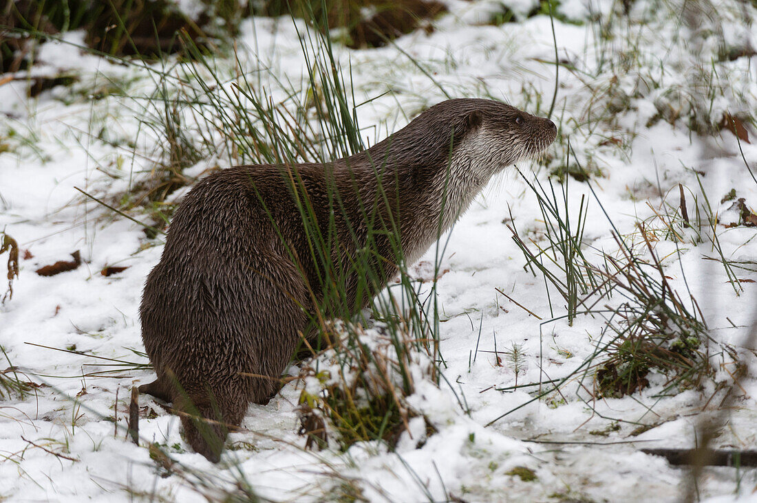European otter walking in the snow