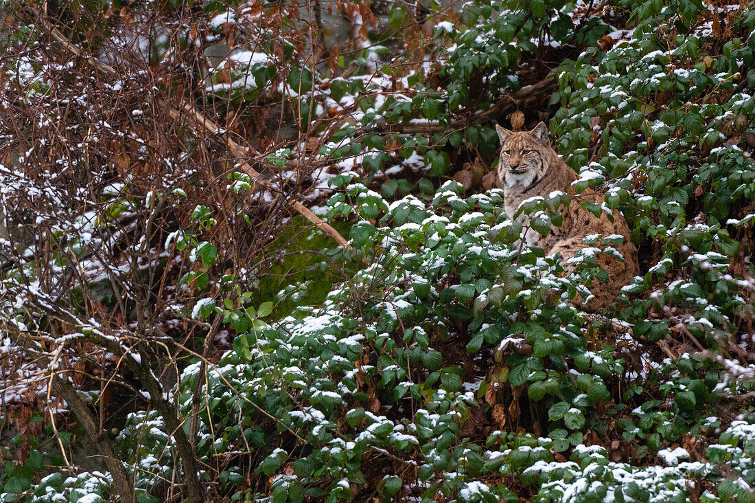 European lynx hiding in the forest